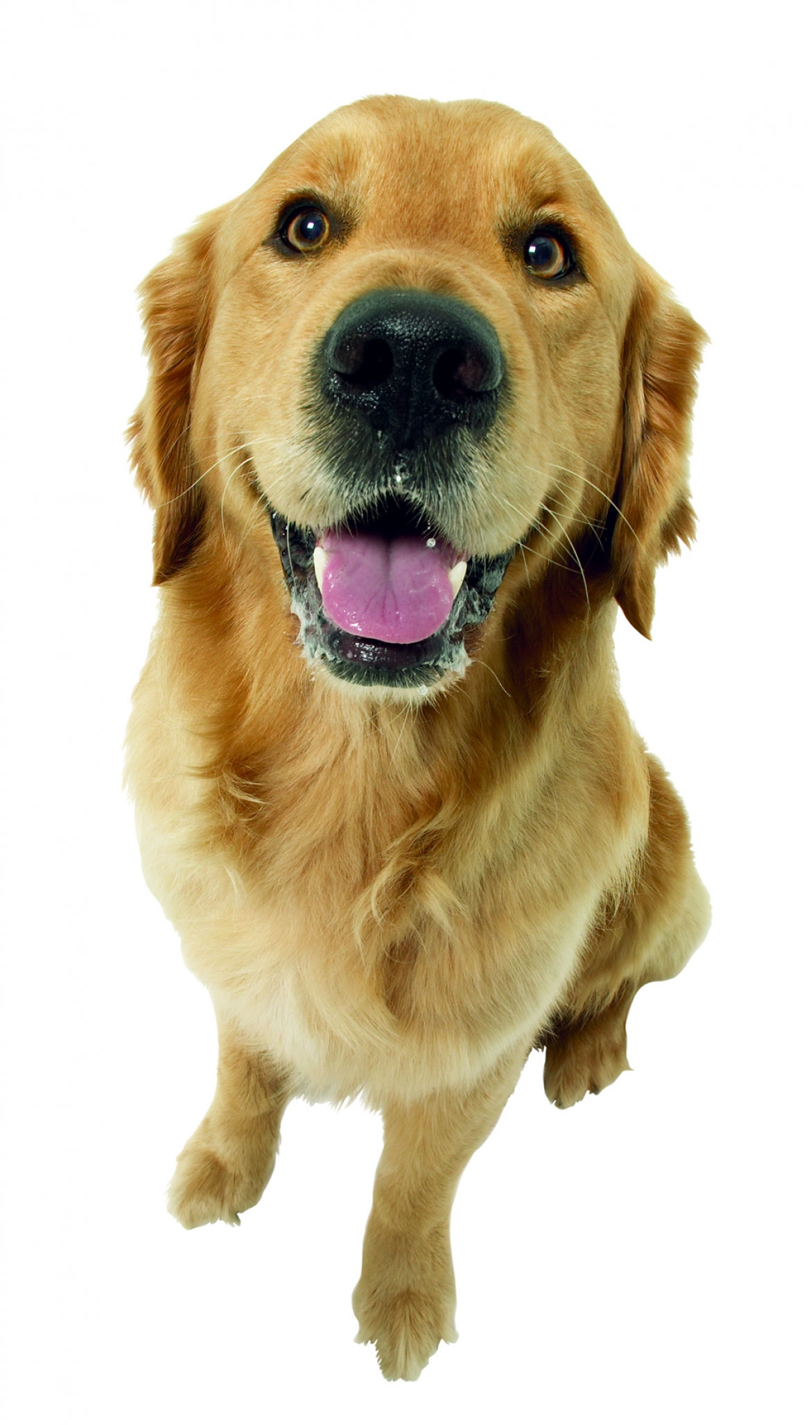 New Pet Policies Unleashed at Work Make Employees Happier | GraFitz Group Advertising Agency